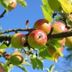 apple tree, orchard meadow, apple harvest-360083.jpg