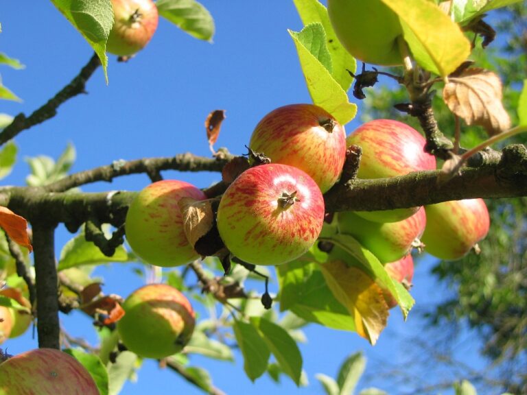 apple tree, orchard meadow, apple harvest-360083.jpg
