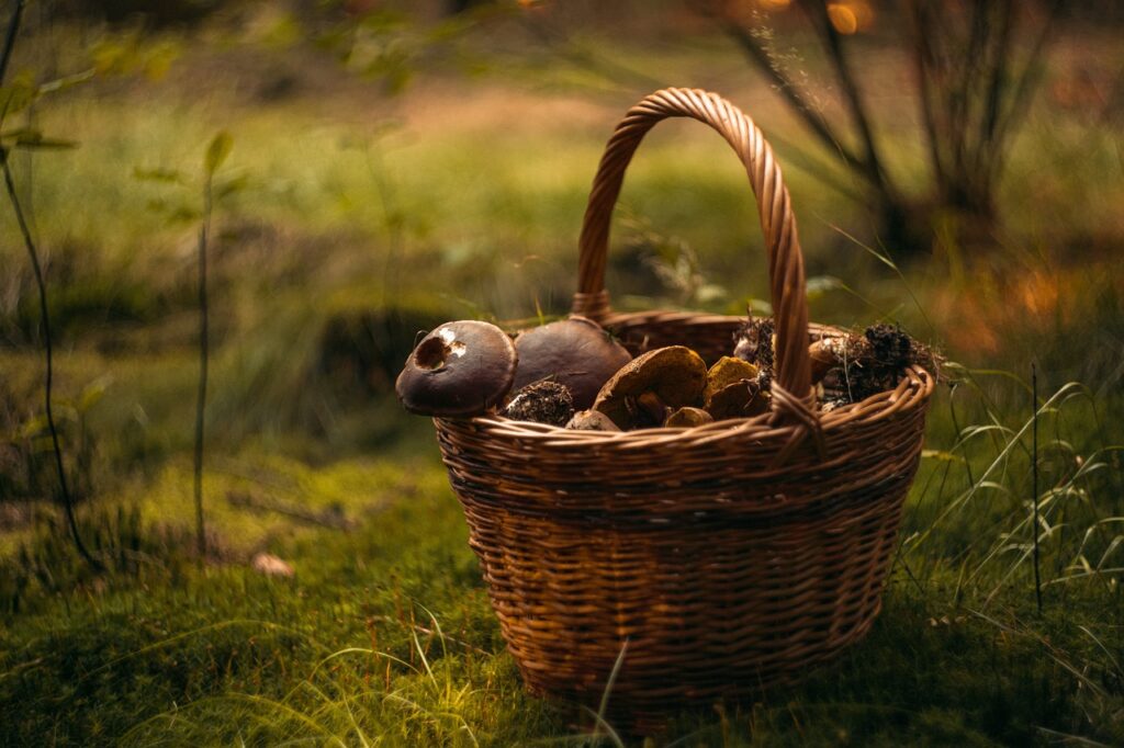 mushroom, basket, mushrooms-4994622.jpg