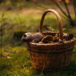 mushroom, basket, mushrooms-4994622.jpg